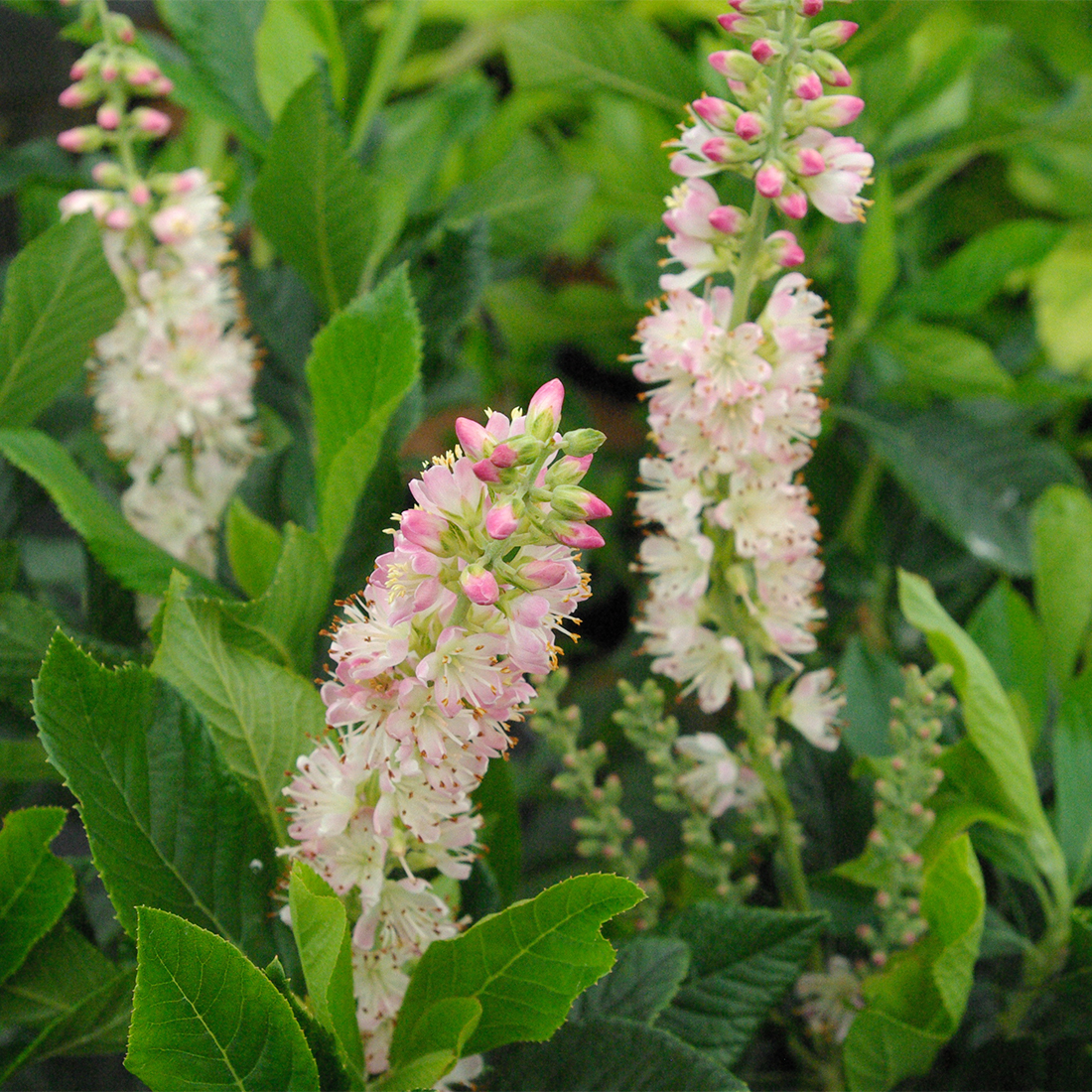 Clethra alnifolia 'Rosea'